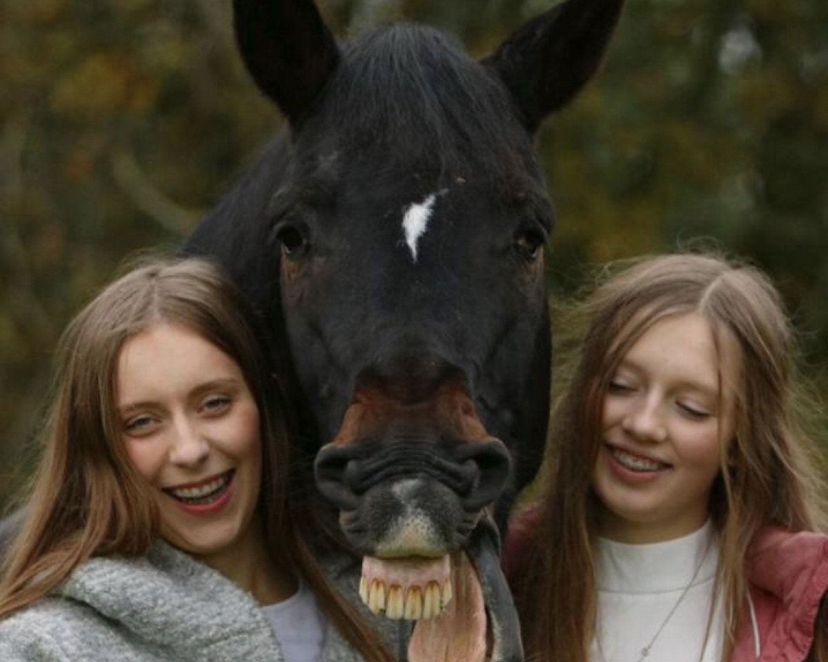 Springpferd Lacinto 2 (Holsteiner, 2005, von Lasino)