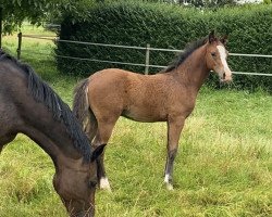 dressage horse Nimori (German Riding Pony, 2021, from Fs Numero Uno)