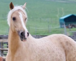 broodmare Candela (German Riding Pony, 2011, from Can Dance 3)