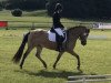 dressage horse Miss Marple 172 (Pony without race description, 2011)