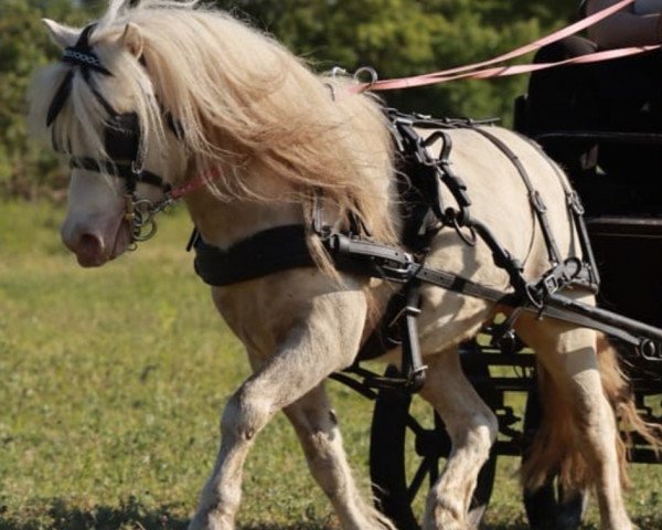 stallion Meerhusens Valentino (Shetland Pony, 2017, from Vympel von der Ostsee)