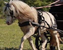 stallion Meerhusens Valentino (Shetland Pony, 2017, from Vympel von der Ostsee)