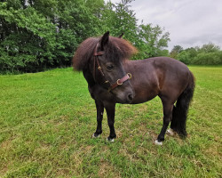 broodmare Viktoria Janica (Dt.Part-bred Shetland pony, 2011, from Varus)