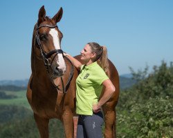 broodmare Wolke Sieben 43 (Hanoverian, 2003, from Worldly I)