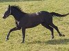 dressage horse Bretton Sky (Oldenburg, 2016, from Bretton Woods)