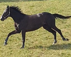 dressage horse Bretton Sky (Oldenburg, 2016, from Bretton Woods)