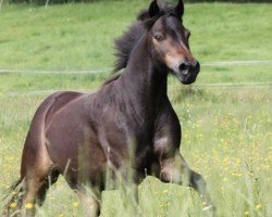 horse Gipsy (Dartmoor Pony,  )