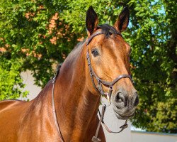 jumper Connecticut 7 (German Sport Horse, 2004, from Caretello B)