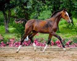 dressage horse Gustav B (Oldenburg, 2021, from Goldberg)