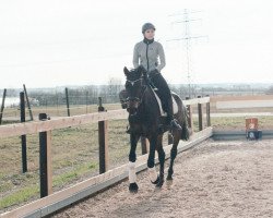 dressage horse Toscana 134 (German Sport Horse, 2011, from Quadroneur)