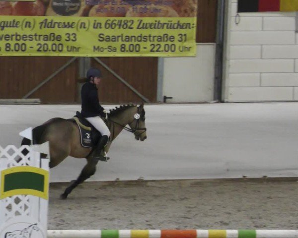 Reitturnier Zweibrücken - Halle 2025
