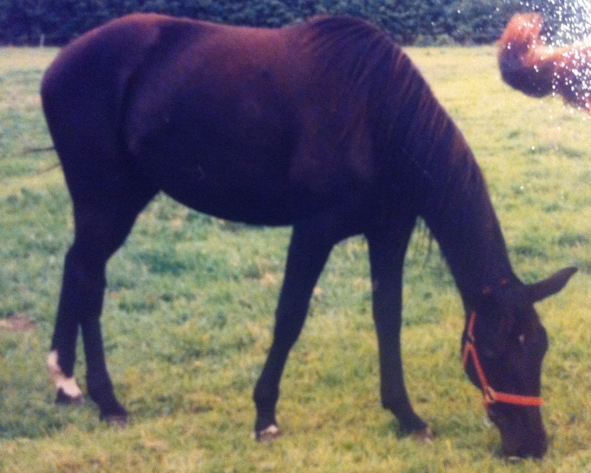 broodmare Ramonda (German Sport Horse, 1996, from Ravallo 115 FIN)