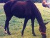 broodmare Ramonda (German Sport Horse, 1996, from Ravallo 115 FIN)