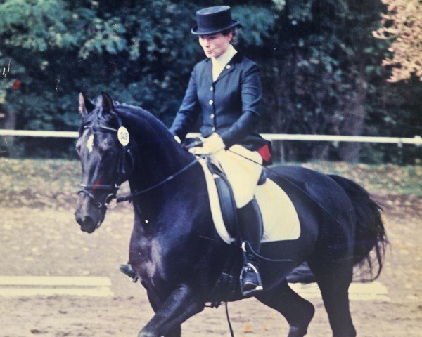 dressage horse Pik o'Lina (Oldenburg, 1995, from Pik Noir)