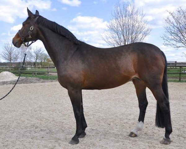 broodmare Carina 264 (Hanoverian, 1996, from Calypso II)