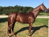 jumper Hillside Cavalier (Irish Sport Horse, 2013, from West Coast Cavalier)