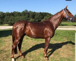 jumper Hillside Cavalier (Irish Sport Horse, 2013, from West Coast Cavalier)