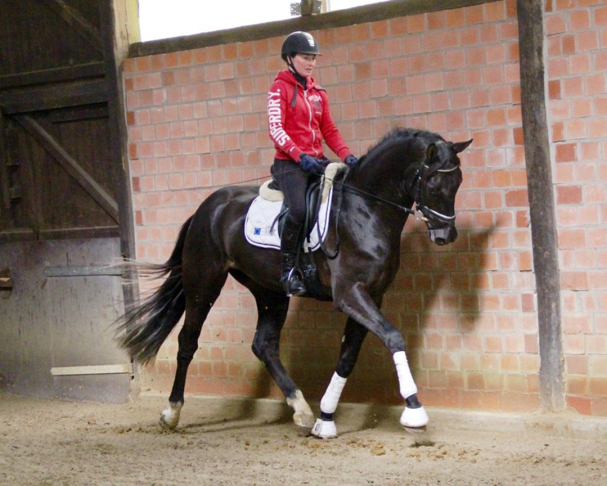 Springpferd Der Graf Wz (Westfale, 2014, von Don Frederic 3)
