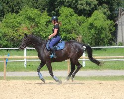 horse Berberyssa (Polish Warmblood, 2015, from Huzar)