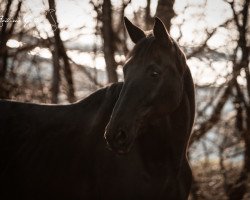 horse Sasa Nonstop (Trakehner, 2006, from Lehndorff's)