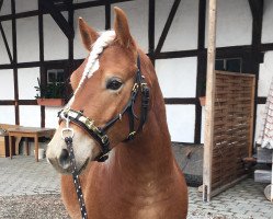 dressage horse Spartacus (6,25% ox) (Edelbluthaflinger, 2012, from Special-Gold (6,25% ox))