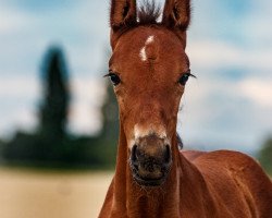 Springpferd Taloucarlito S (Westfale, 2021, von Taloubet Z)