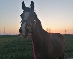 broodmare Fame (Württemberger, 1989, from Fernando I)