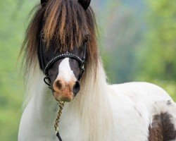 broodmare El Saraja Chupa Chups (Shetland pony (under 87 cm), 2015, from Benstonholm Oasis)