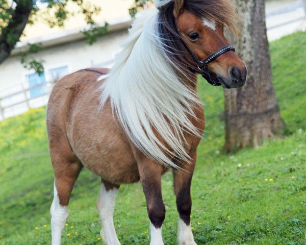 horse El Saraja Aribell (Shetland pony (under 87 cm), 2021, from Enigma Sirocco)