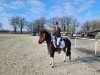 dressage horse Nadera F. (German Riding Pony, 2019)