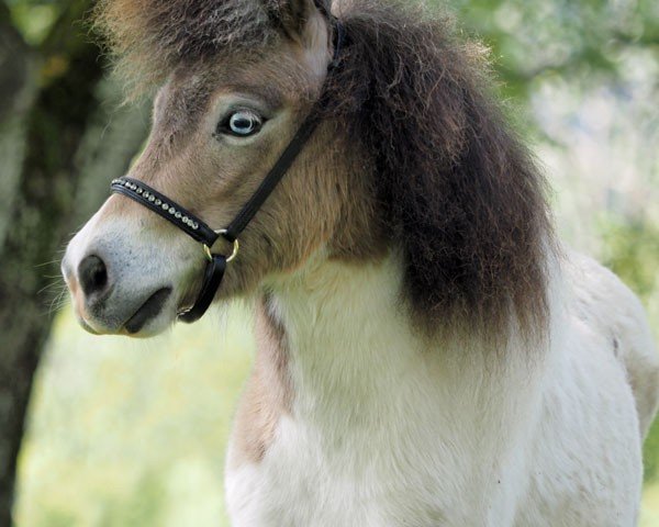 Pferd El Saraja Marquise Unique (Shetland Pony (unter 87 cm), 2021, von Halstock Jumping Jack Flash)