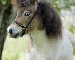 horse El Saraja Marquise Unique (Shetland pony (under 87 cm), 2021, from Halstock Jumping Jack Flash)