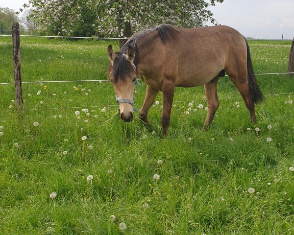 Dressurpferd Gin Fire F. (Kleines deutsches Reitpferd, 2022, von Gluckspilz Wf)