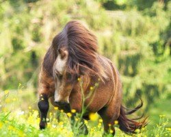 stallion El Saraja Little Legend (Shetland pony (under 87 cm), 2014, from Athelney Elvis)