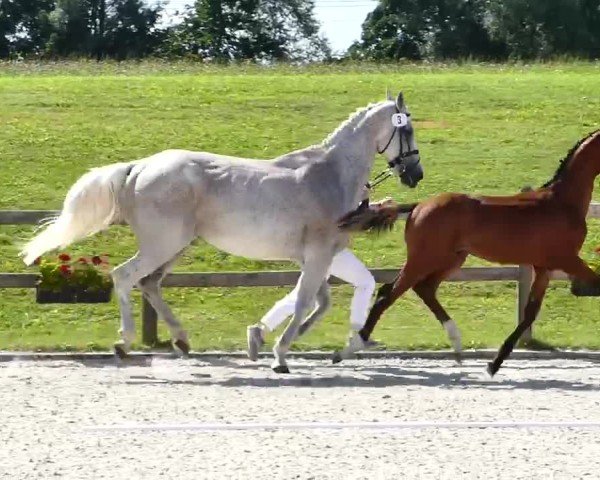 Video of Vabonito R