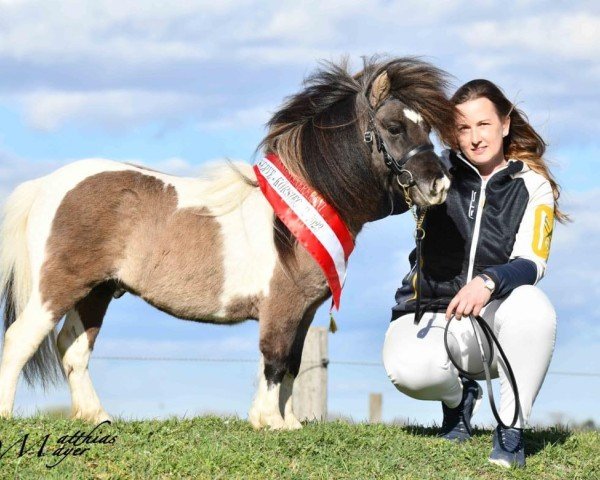 Deckhengst El Saraja Indian Spirit (Shetland Pony (unter 87 cm), 2019, von Enigma Sirocco)