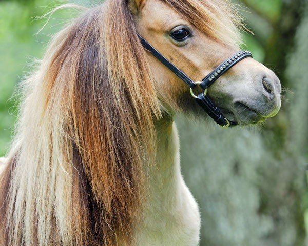 Zuchtstute El Saraja Carnival Miss Candiness (Shetland Pony (unter 87 cm),  , von Enigma Sirocco)