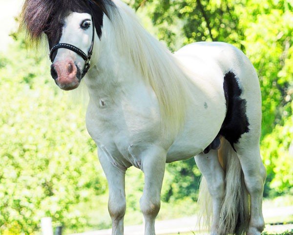 stallion El Saraja Funtastic (Shetland pony (under 87 cm), 2016, from Fairytail Curly Wurly)