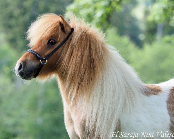 horse El Saraja Nini Valesca (Shetland Pony, 2021, from Jungle Little Lord Devero)