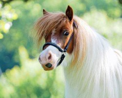 Zuchtstute El Saraja Confetti Rain (Shetland Pony (unter 87 cm), 2018, von Fairytail Curly Wurly)