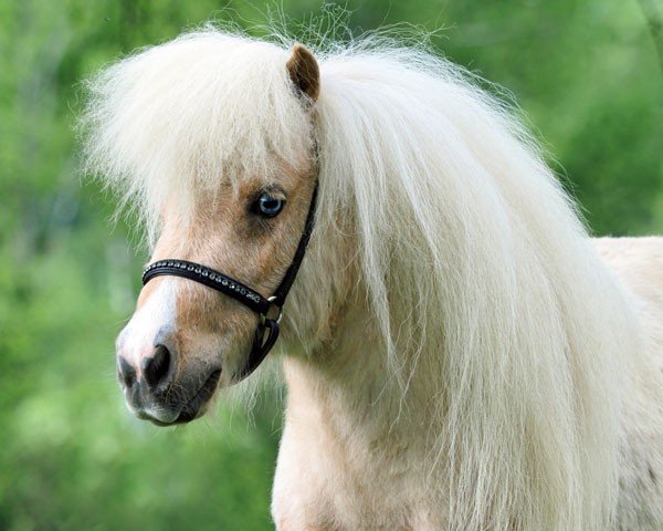 Pferd El Saraja Fairy Firelily (Shetland Pony (unter 87 cm), 2021, von Halstock Jumping Jack Flash)