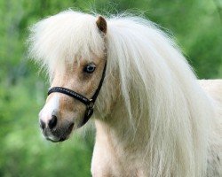 horse El Saraja Fairy Firelily (Shetland pony (under 87 cm), 2021, from Halstock Jumping Jack Flash)