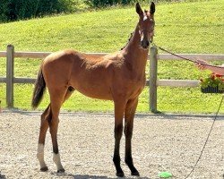 Fohlen von Vabonito R (Deutsches Reitpferd, 2024, von DSP VA Bene)