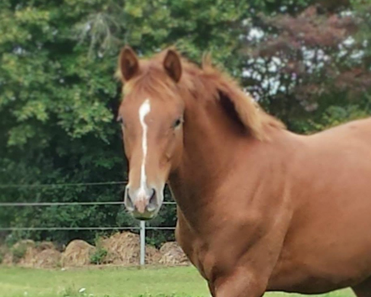 dressage horse All In One (Oldenburg, 2013, from All Inclusive)