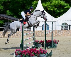 jumper Cs Cooper (German Sport Horse, 2014, from Camposanto)