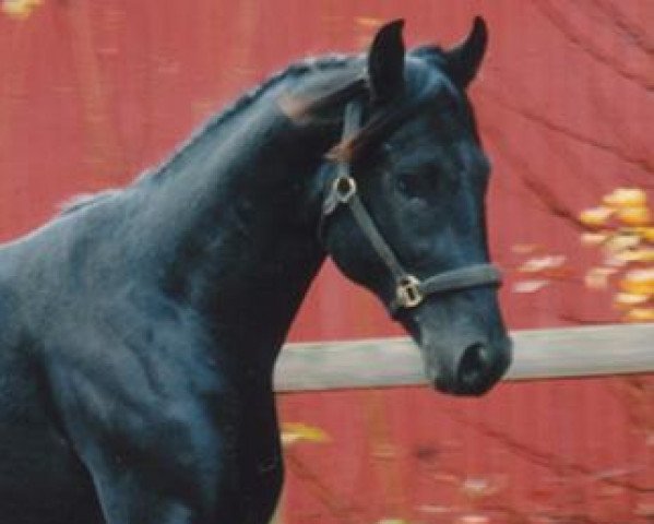 stallion Sir Splendor (Oldenburg, 2005, from Sir Donnerhall I)