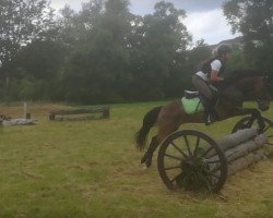 jumper Barthels Boy (German Riding Pony, 2011, from Bumerang)