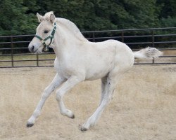 horse Lost Creek Tolliver (Fjord Horse, 2021, from Tsjalle)