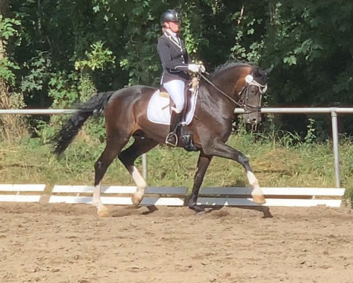 stallion De Niro's Erbe H (Rhinelander, 2014, from De Niro)