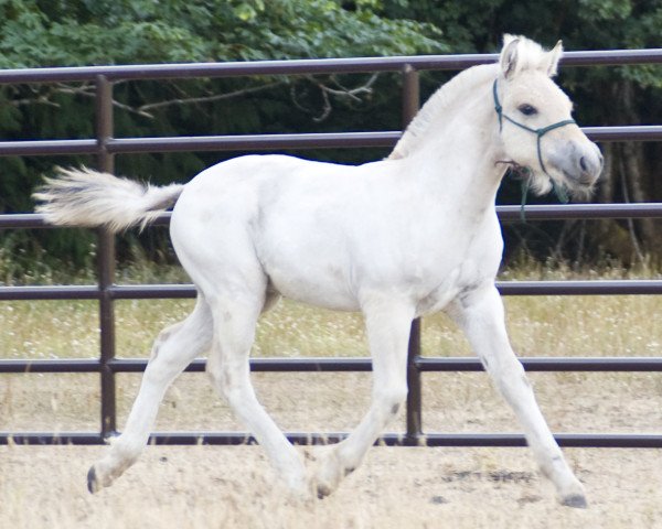 Pferd Lost Creek Wynston (Fjordpferd, 2021, von OFI Siljar)